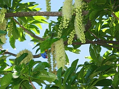 185 Cairns Esplanade